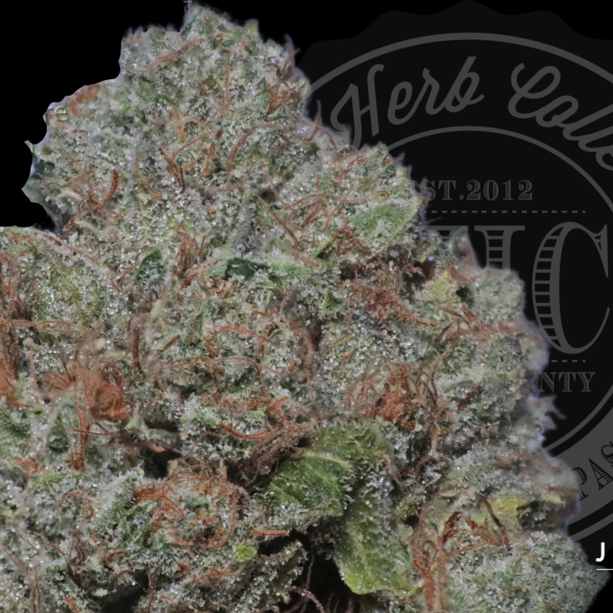 Ghost OG 33.6%