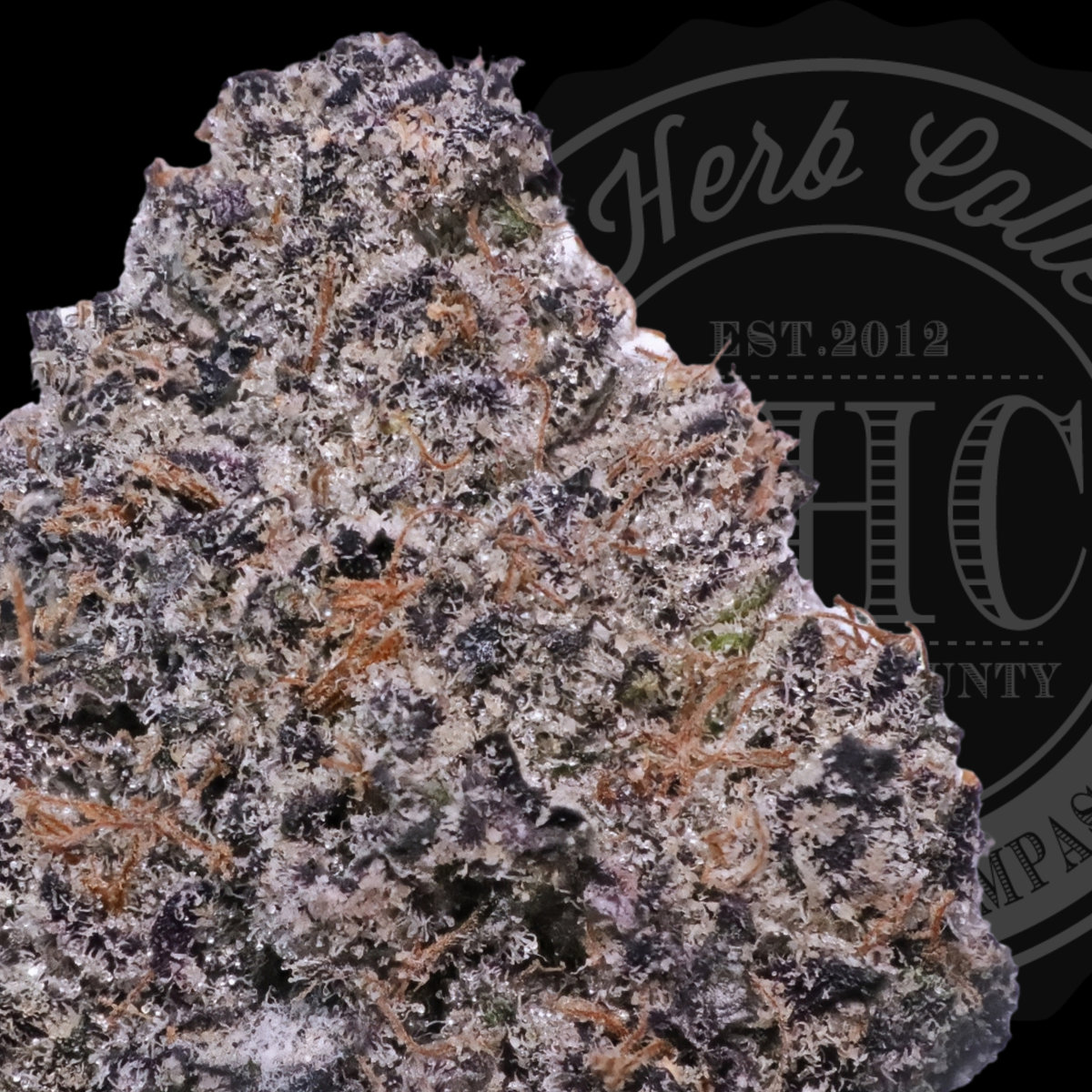 Shirly Killer 32.6%