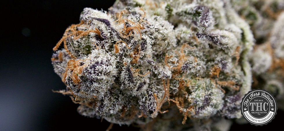 Cannabis Sativa