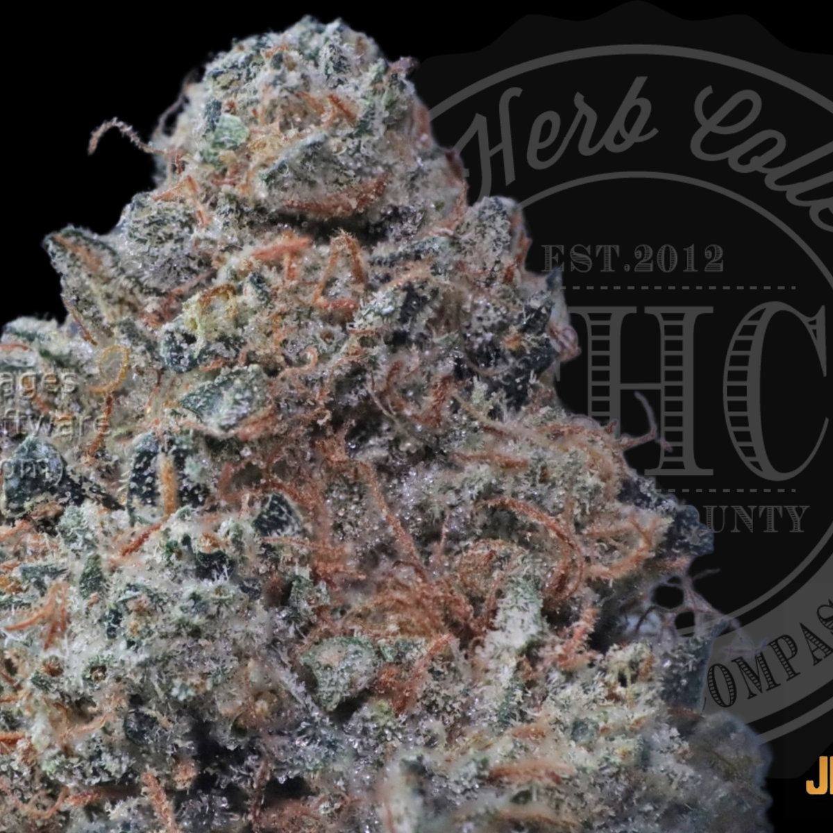 Jet Fuel OG 33.7%
