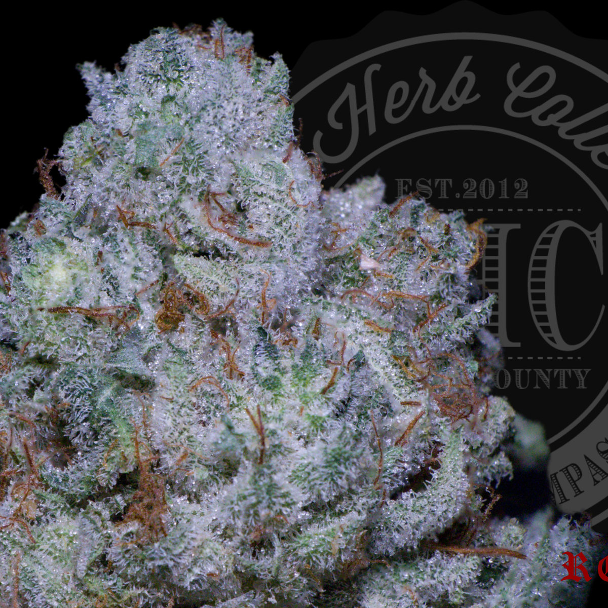 White Garlic Dosi 28 .2%