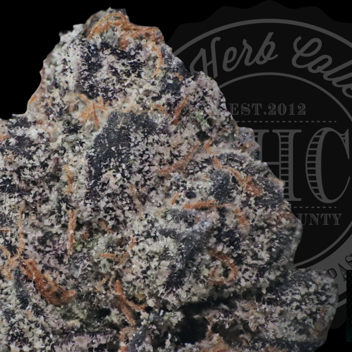 Nightshade 34.7%