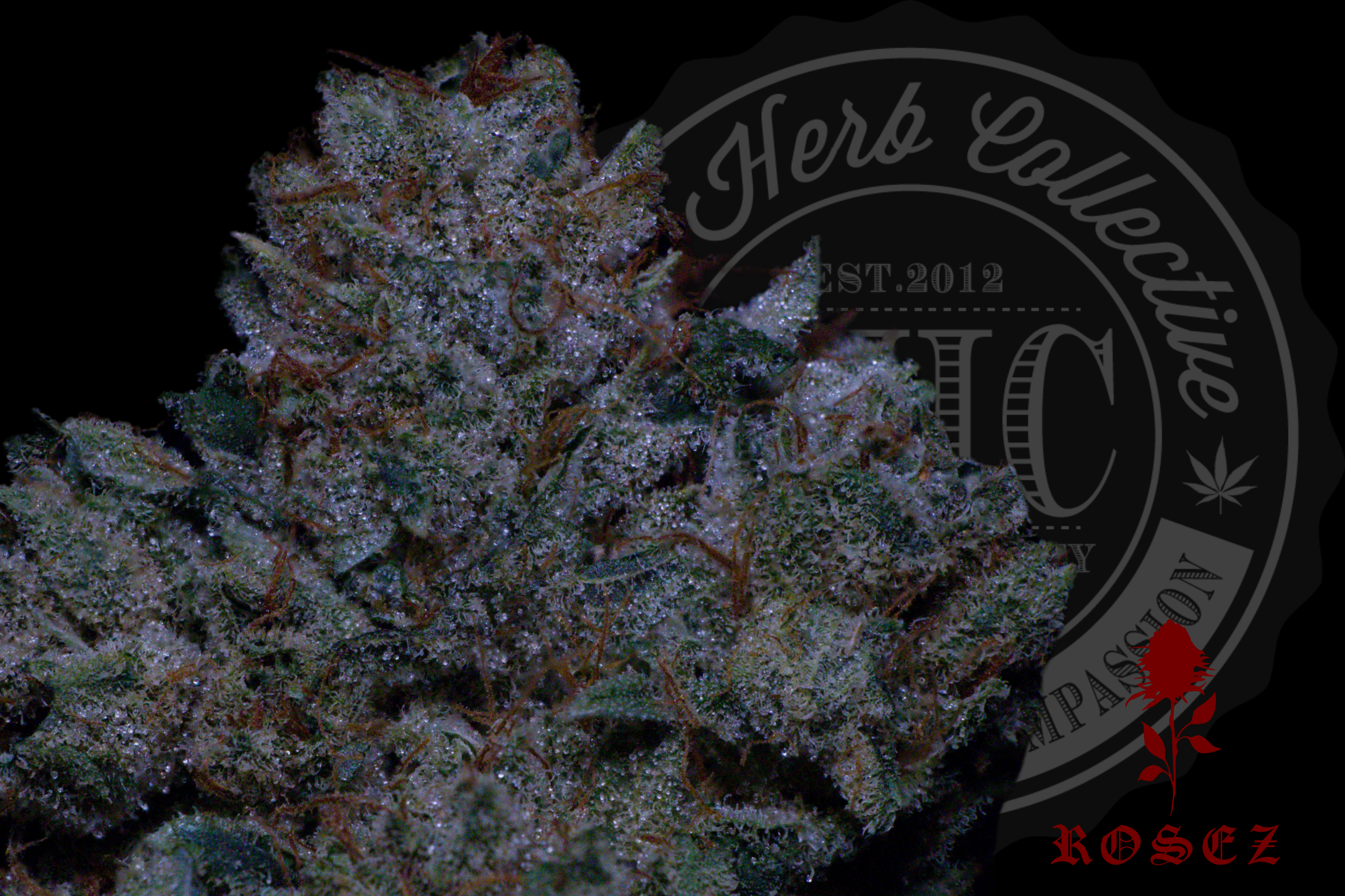 Sour Jacks 26.2%