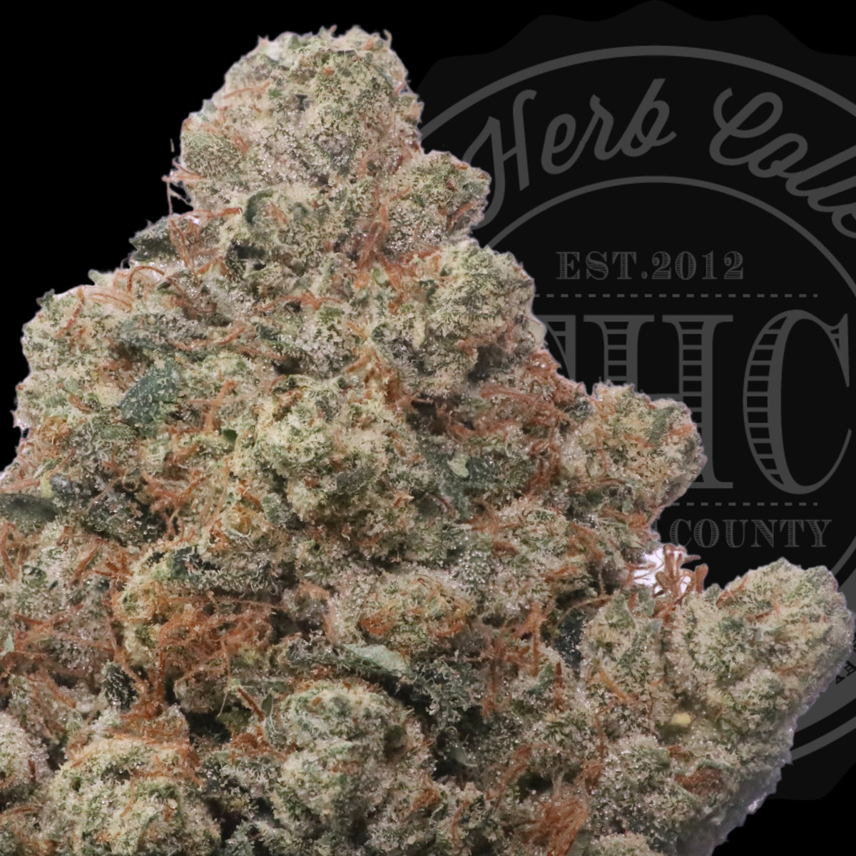 Kentucky H.O.G 33.8%