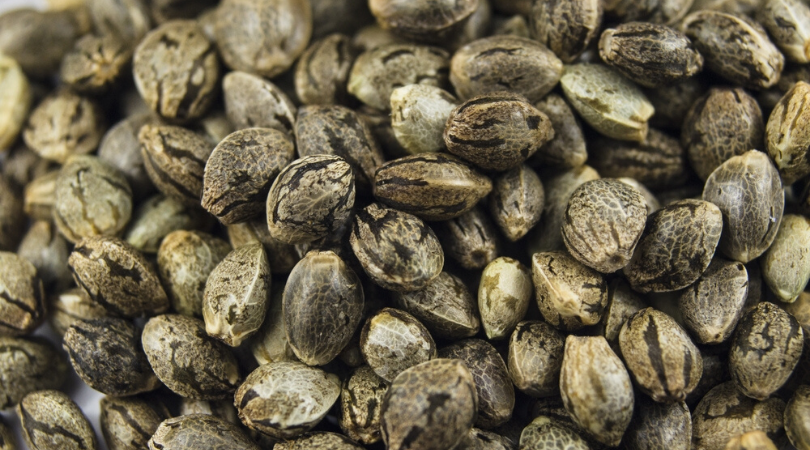 How to Choose the Best Seeds for Growing Marijuana