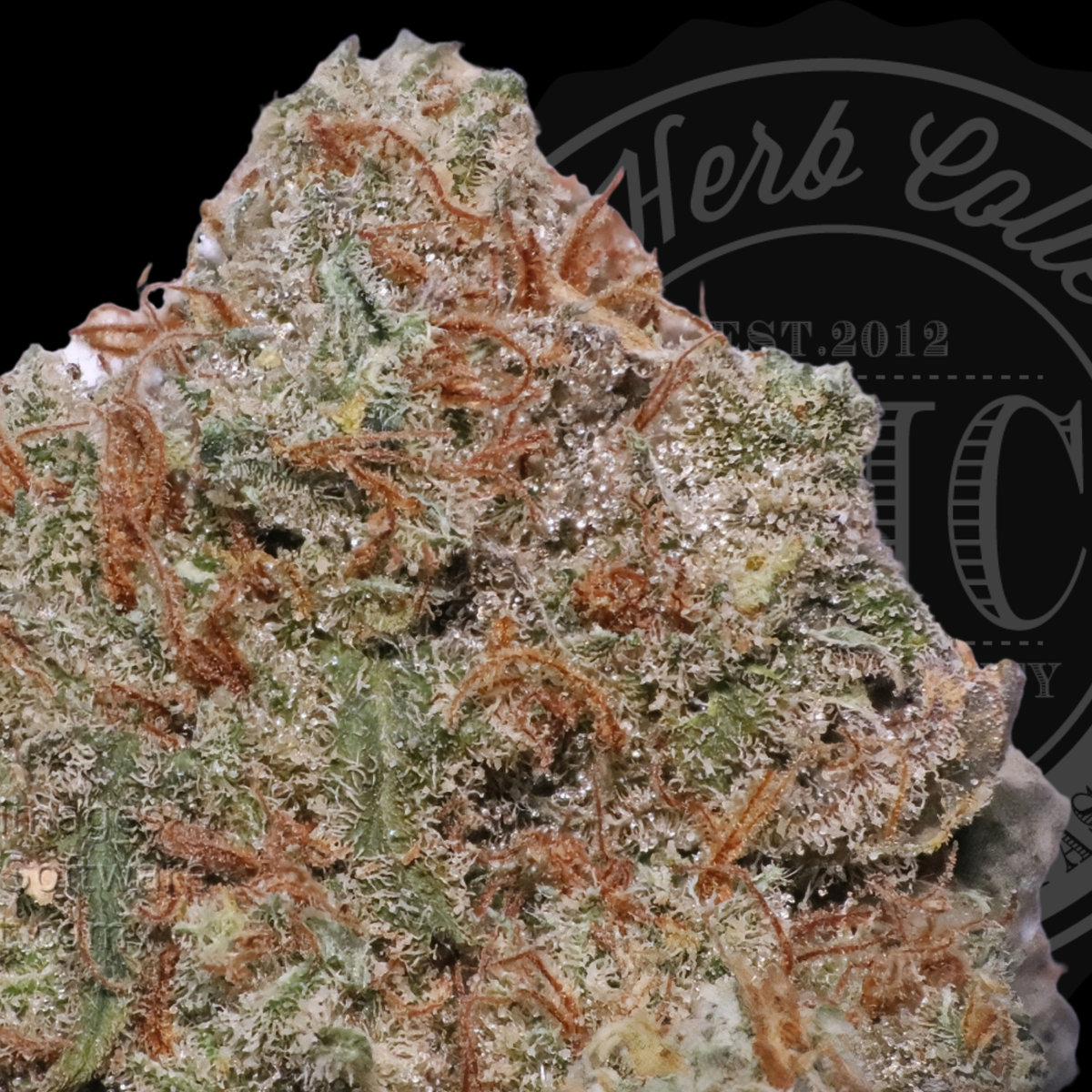 Maui Haze 34.6%