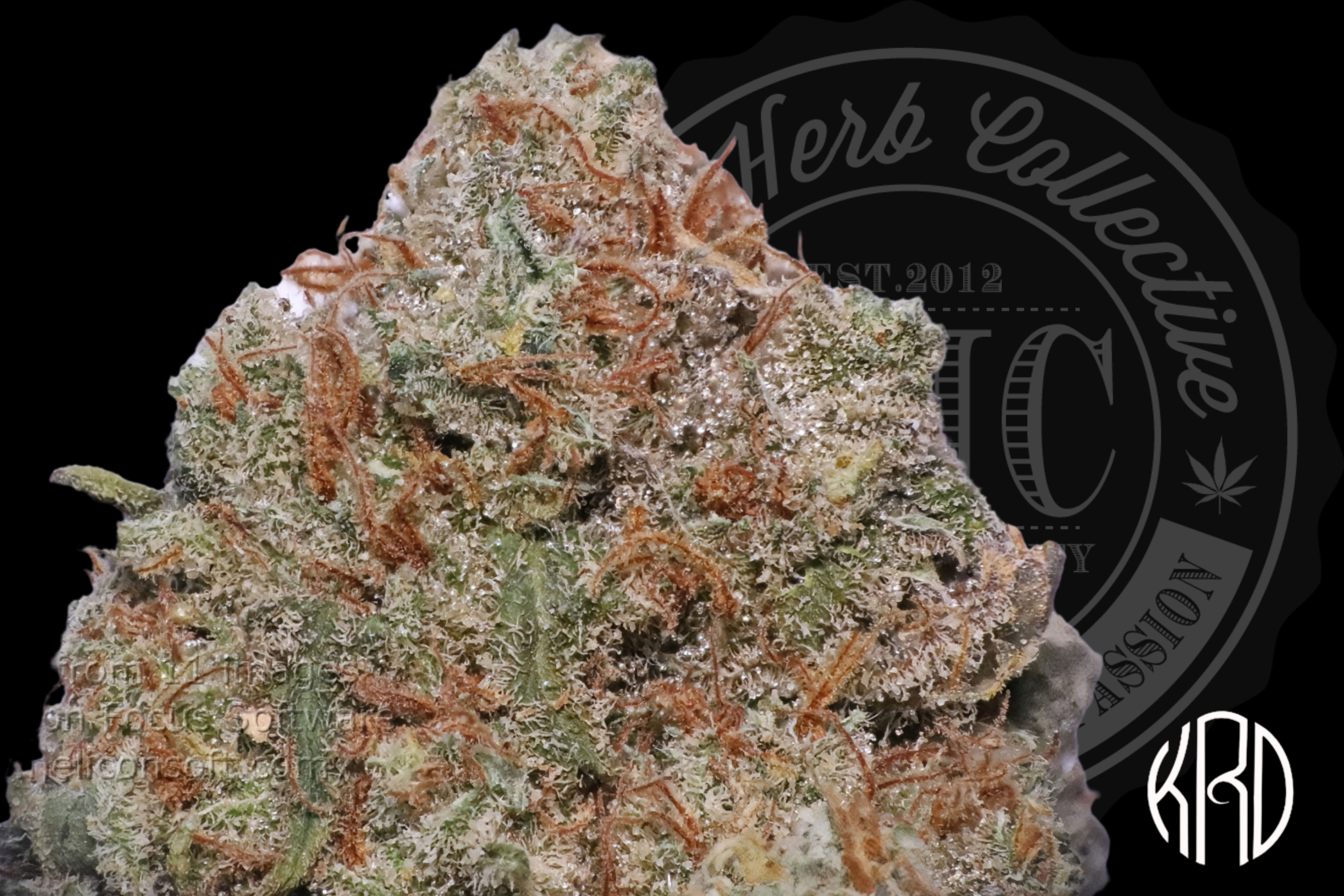 MAUI HAZE 34.6% | CONNOISSEUR | KRD