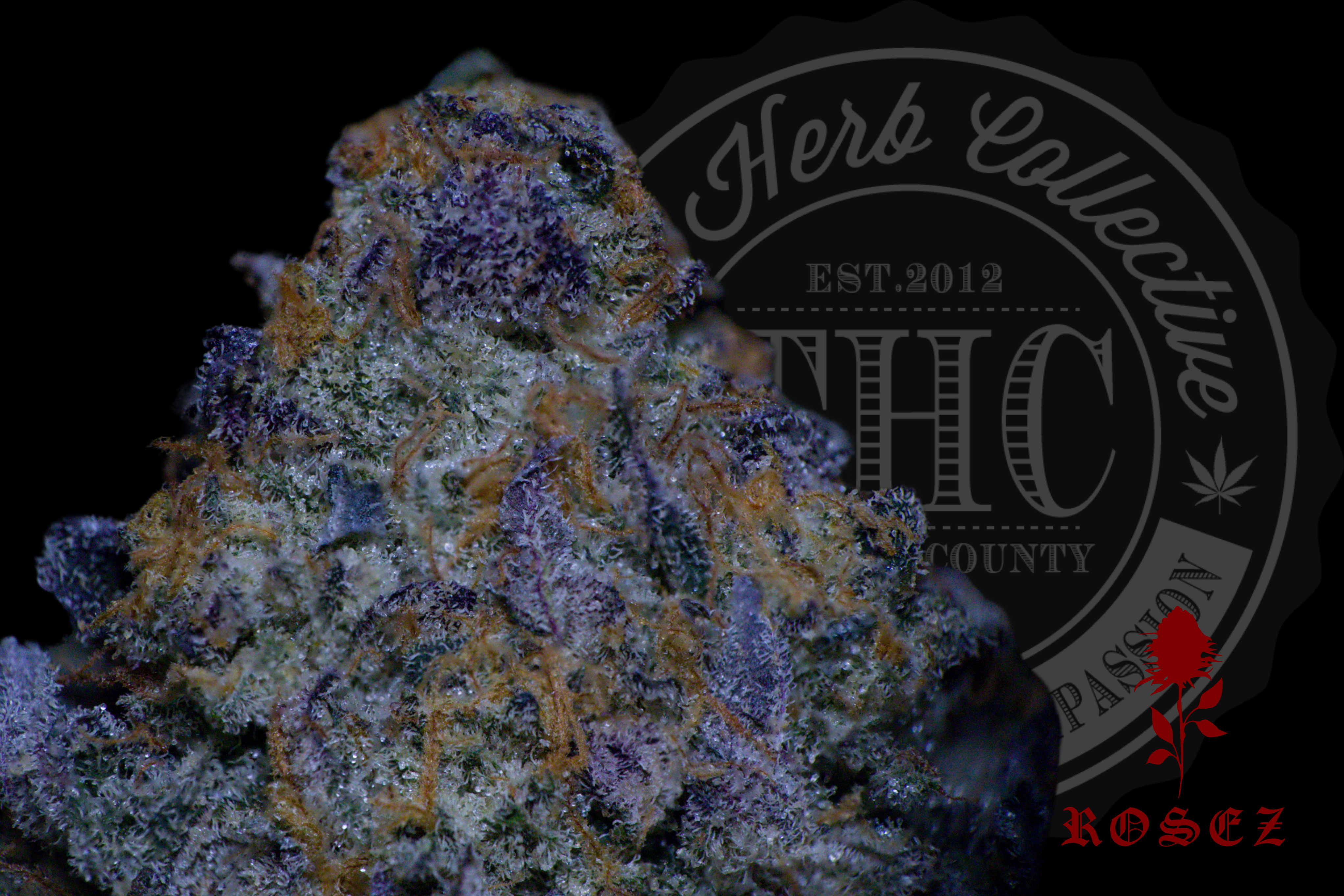 Rainbow Rosay 28.8%