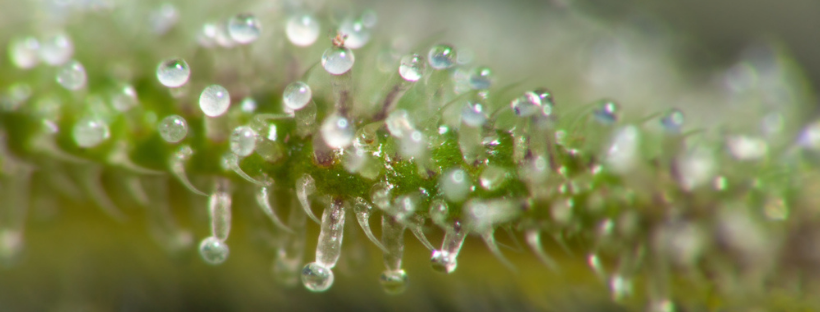 Kinds of Trichomes
