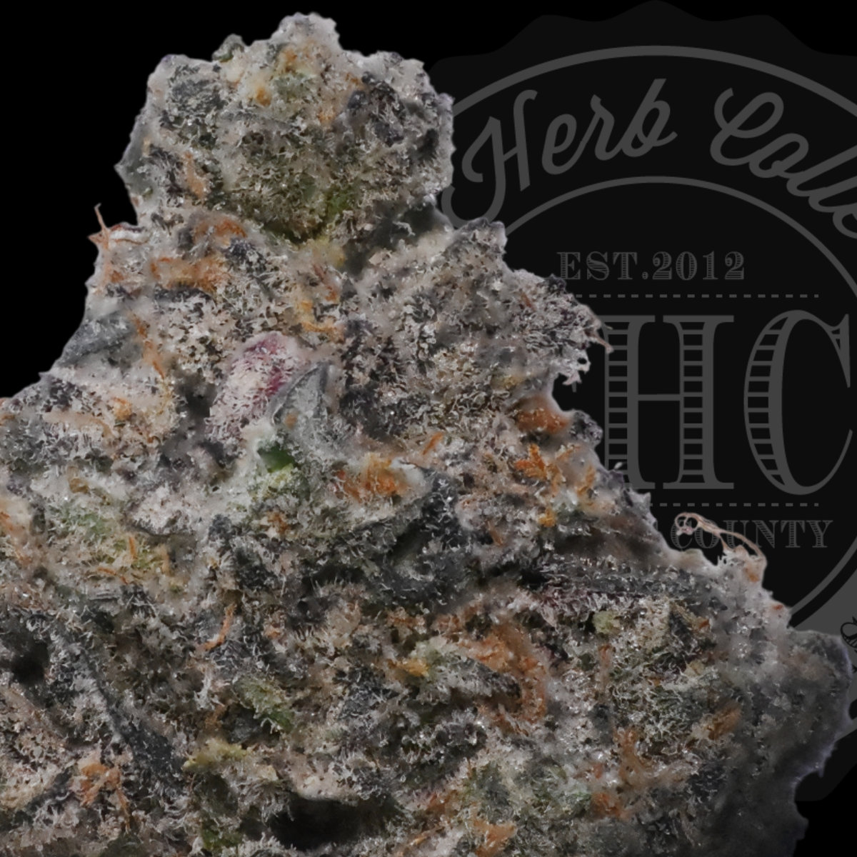Jane Dough 35.4%