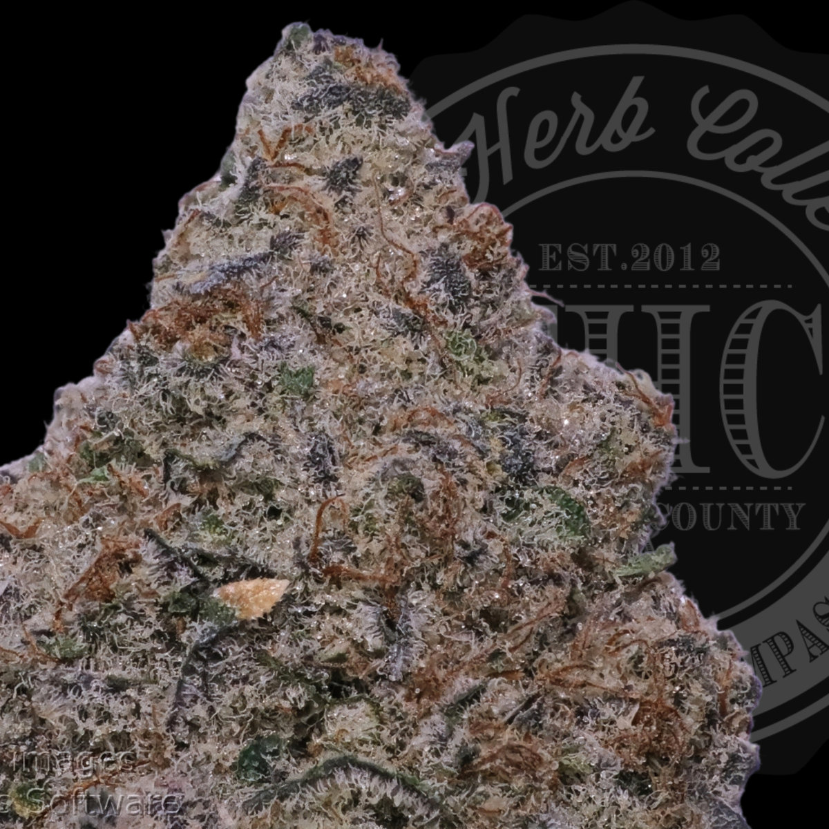 Roasted Garlic Margy 37.3%