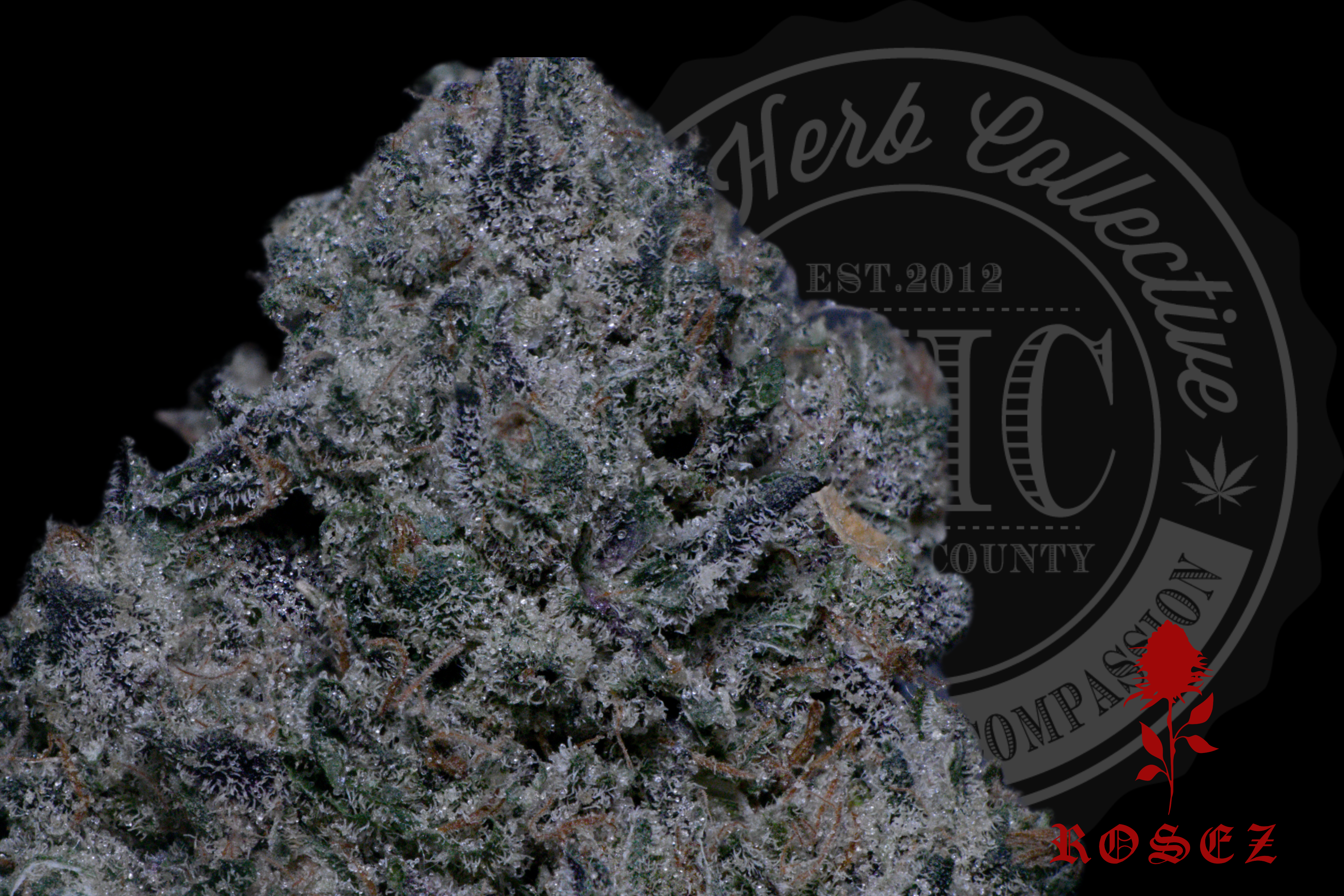 Jungle Sherbert 27.8%