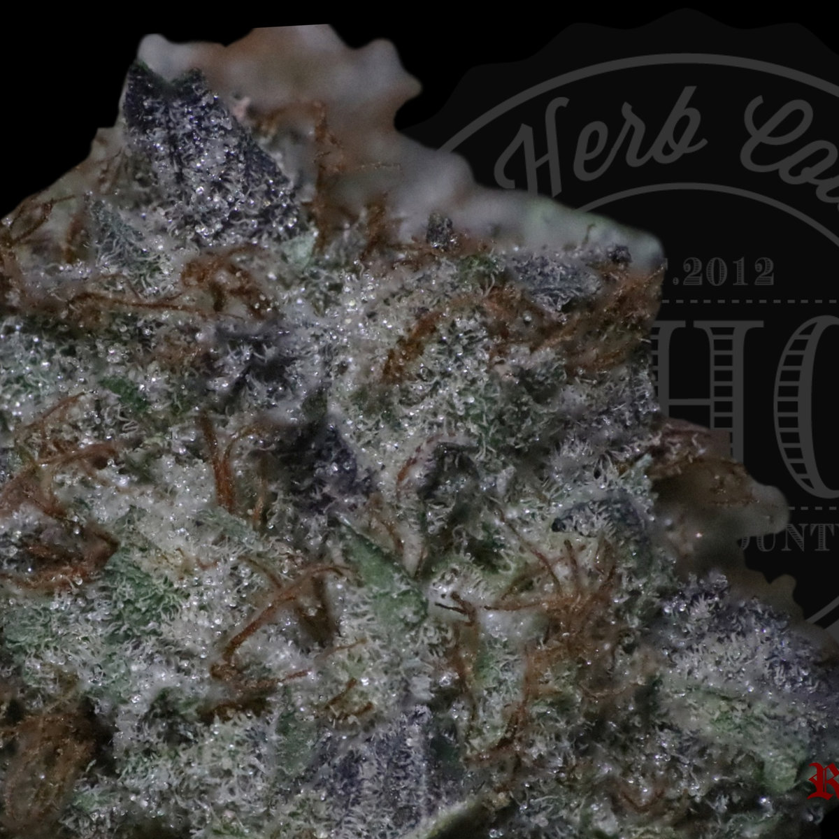 Moon Dawg 26.8%