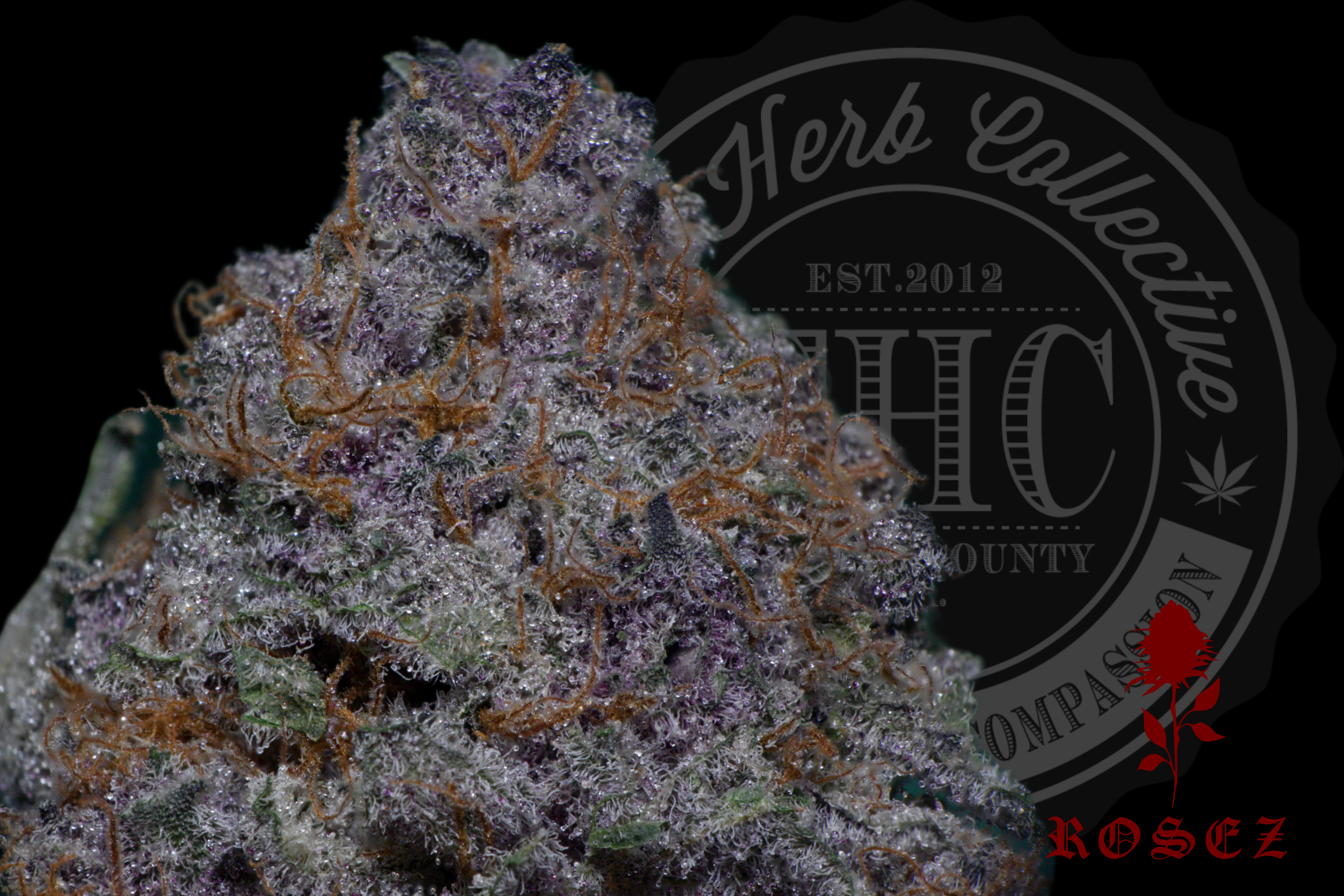 MAI TAI 29.8% | CONNOISSEUR | ROSEZ CO.