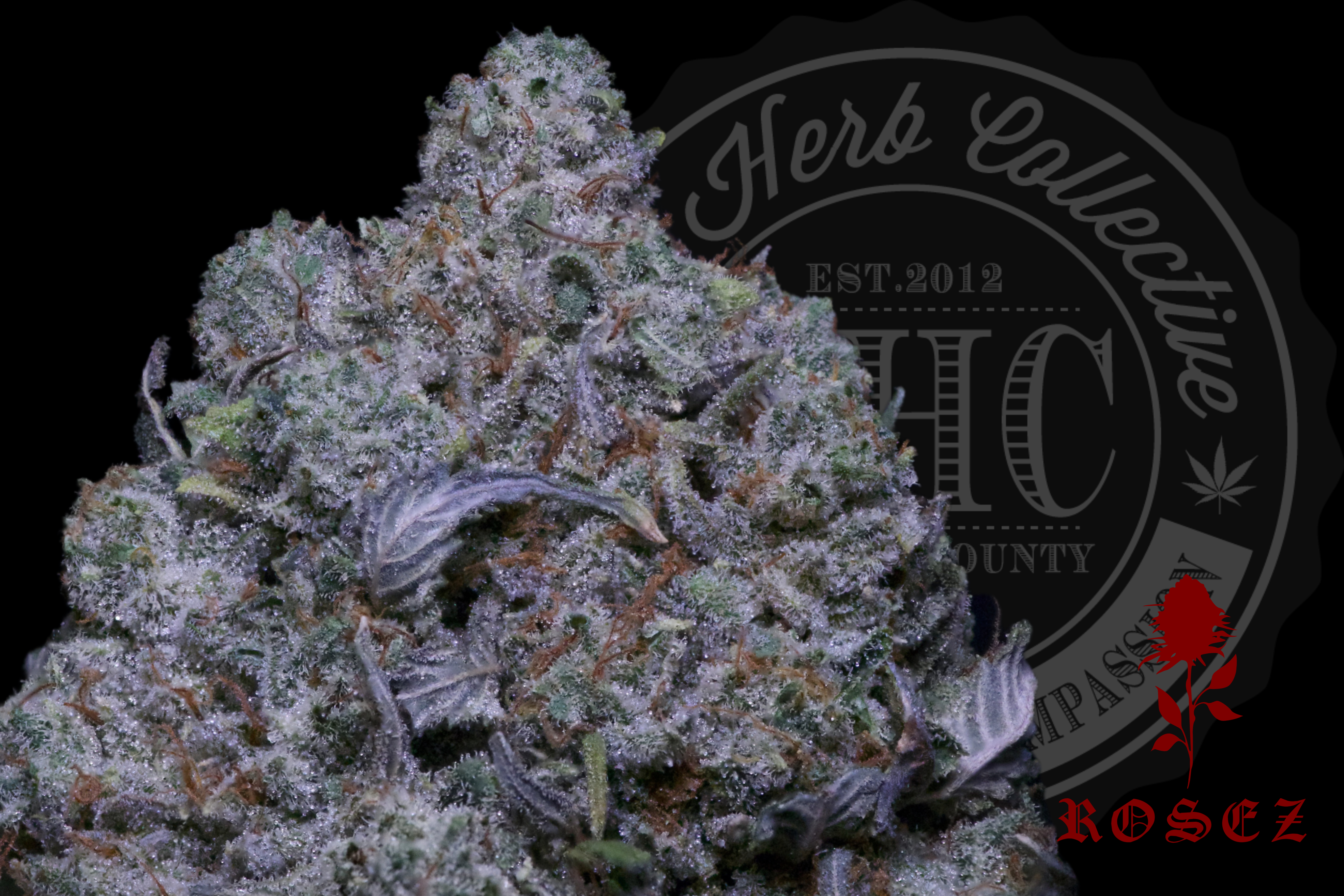 Platinum Gorilla 28.2%