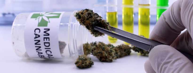 Medical Uses of Star Mints