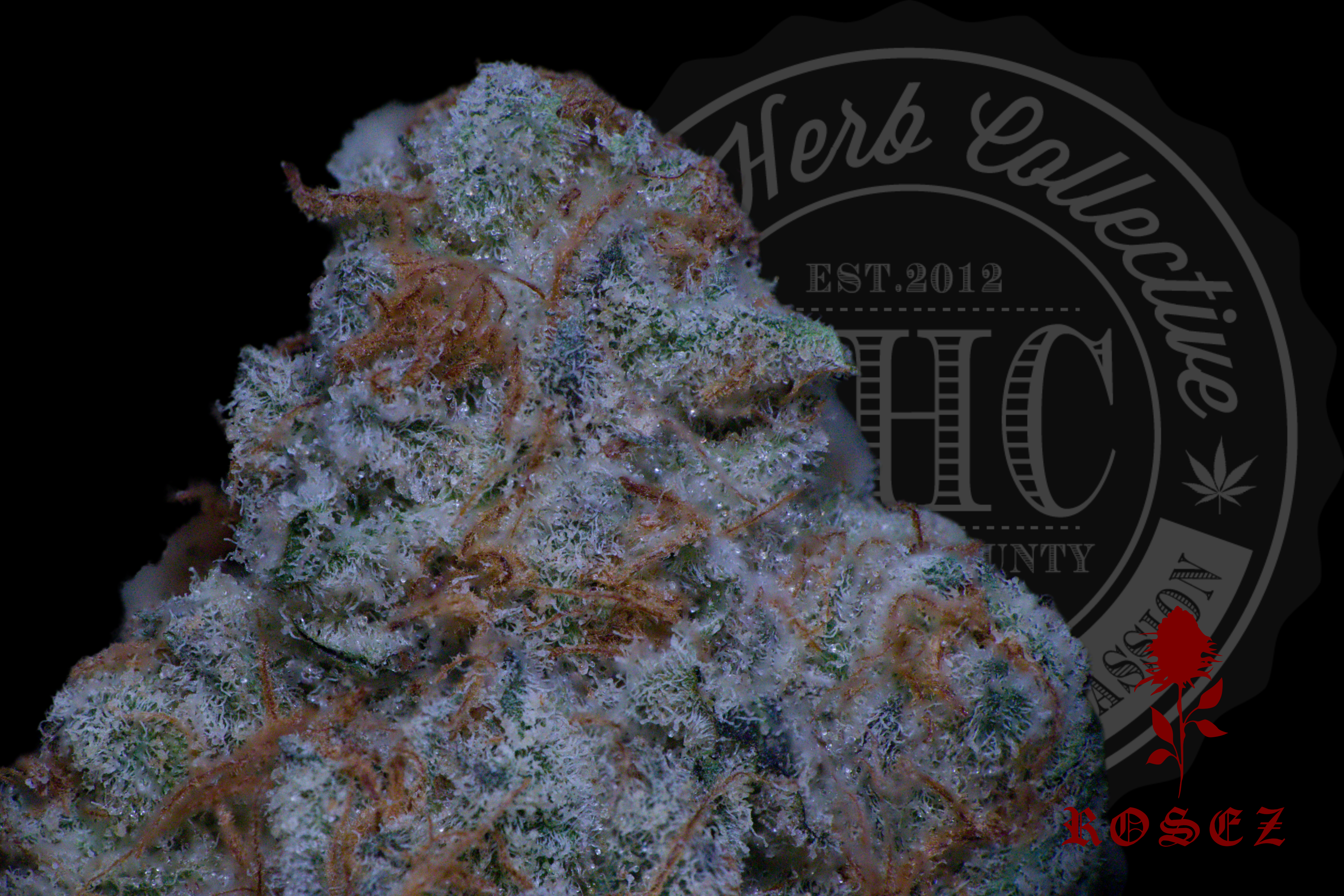 Exotic Exclusive — Rosez Co.