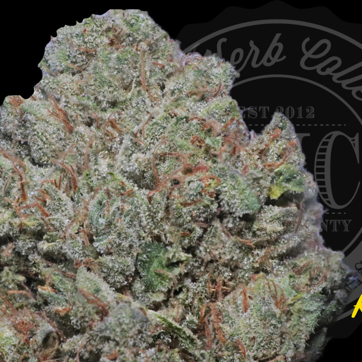 Khalifa Kush 35.1%