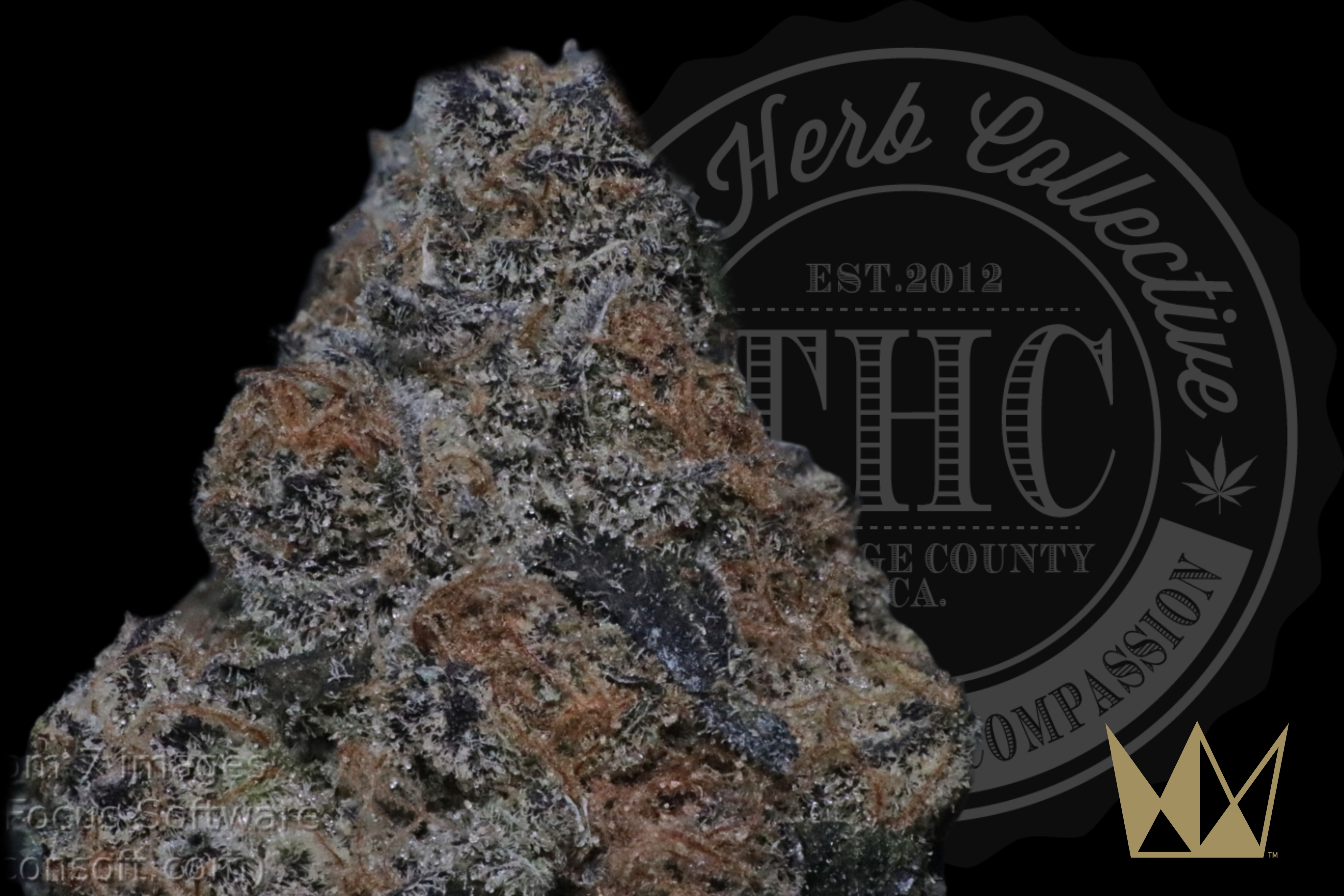 GARLIC JUICE 37.3% | RESERVE | WEST COAST CURE