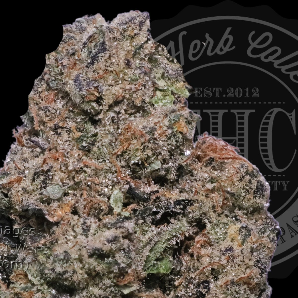 Garlic Breath 38.2%
