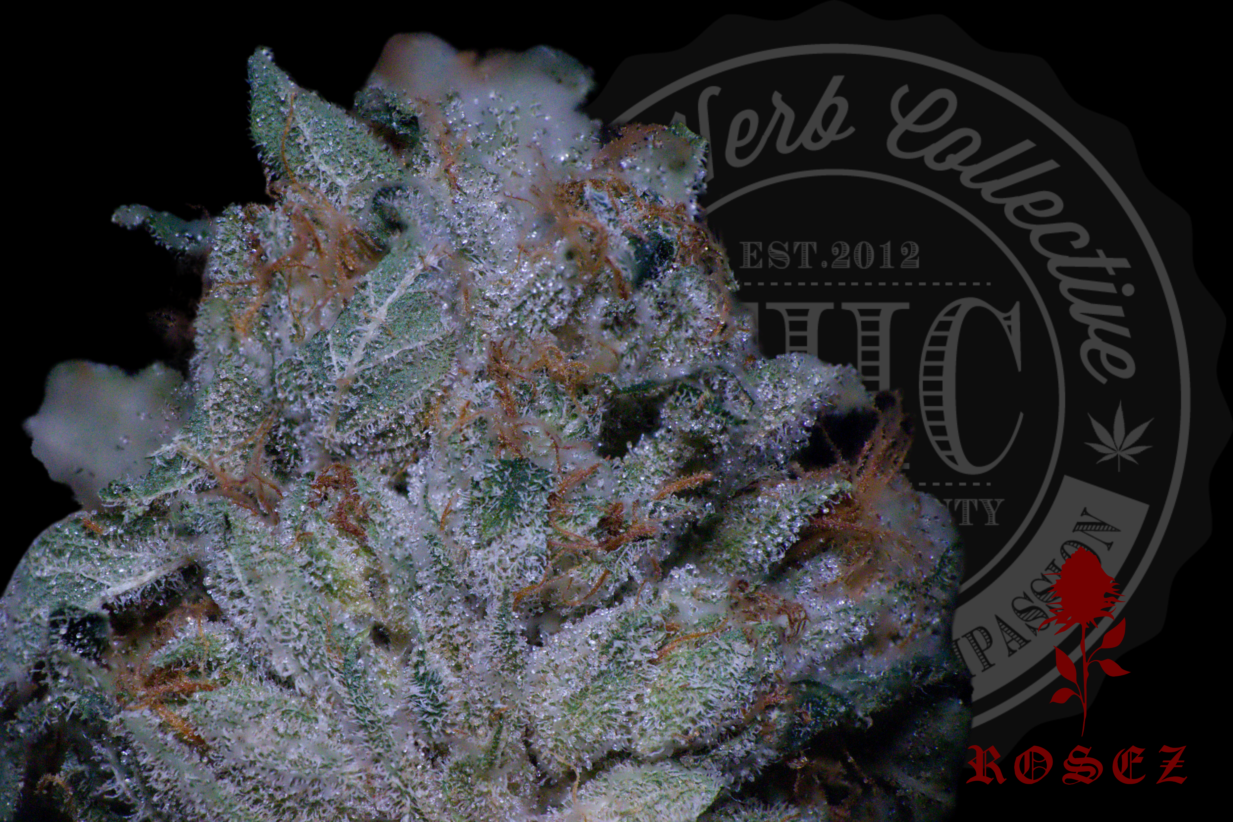Trophy OG 26.2%
