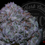 Thumbnail: KONG BUTTER OG 27.6% | CONNOISSEUR | ROSEZ CO.