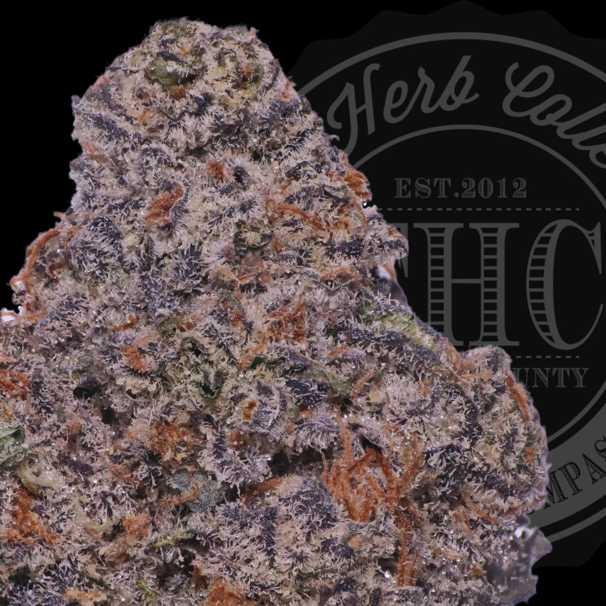 Sweet Cheetah 31.8%