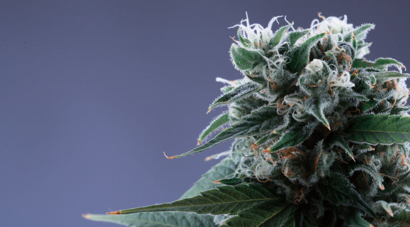 Hybrid Marijuana