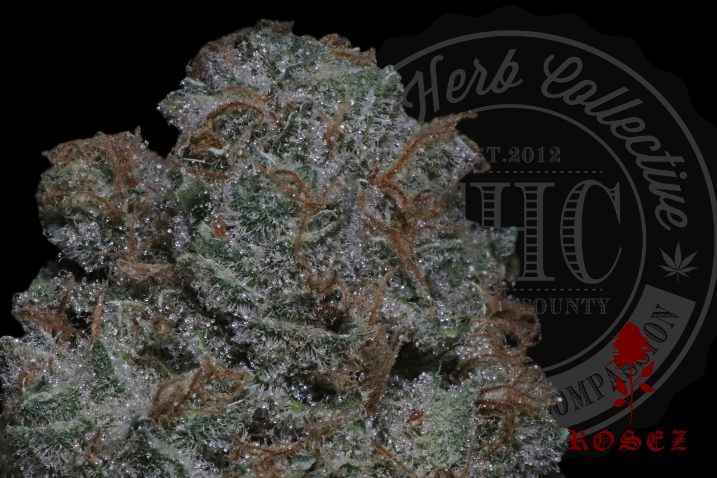 Utopia Haze 26.7%