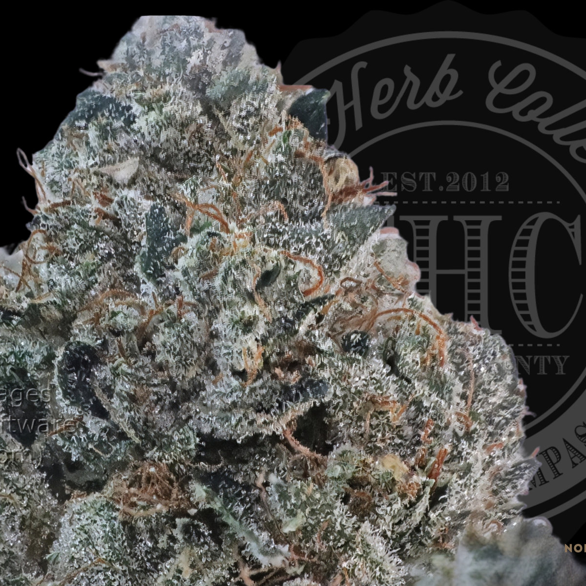 Titan OG 32.6%