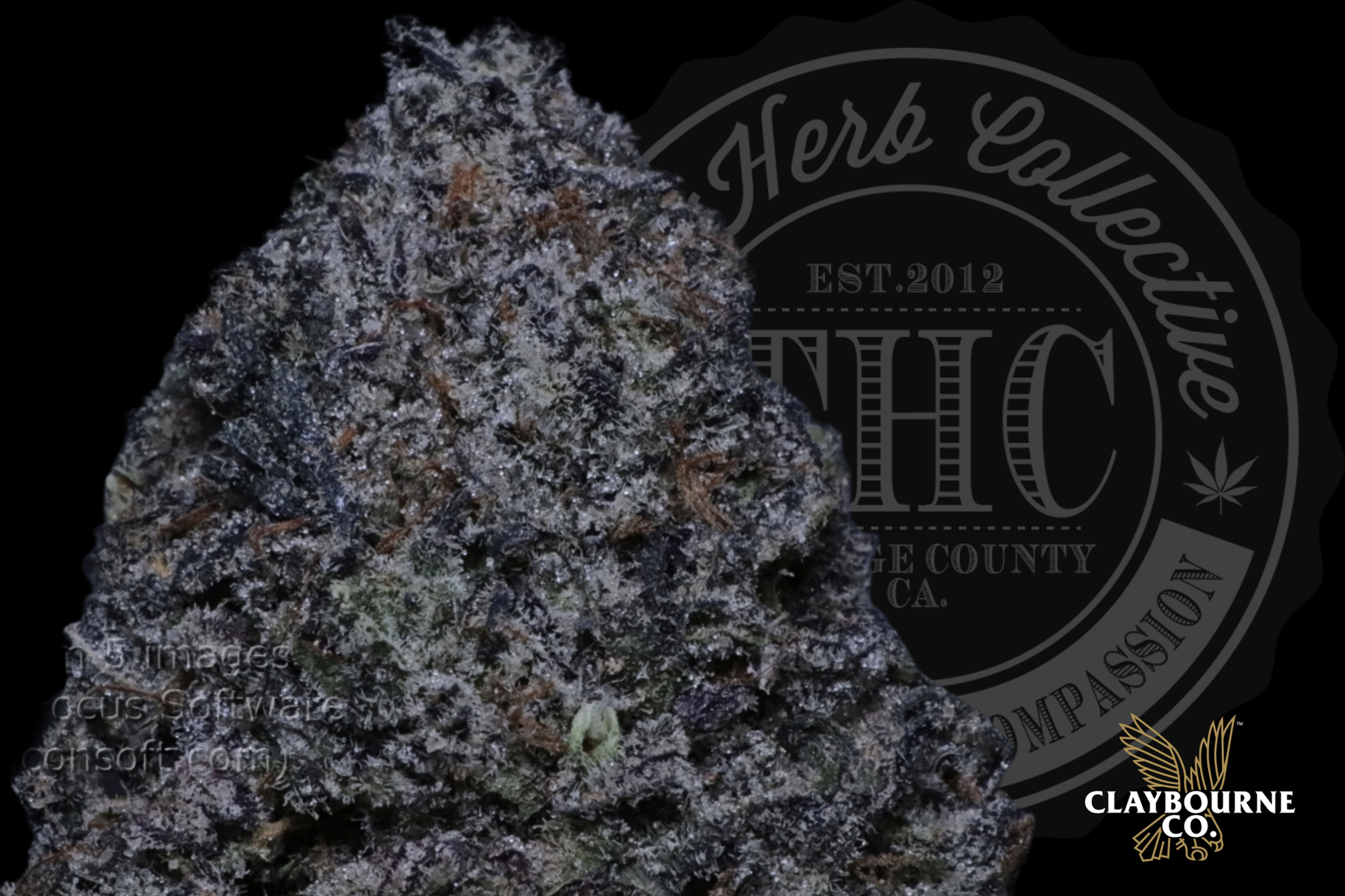 WINTERGREEN SUPREME 31.2% | CONNOISSEUR | CLAYBOURNE GOLD CUT