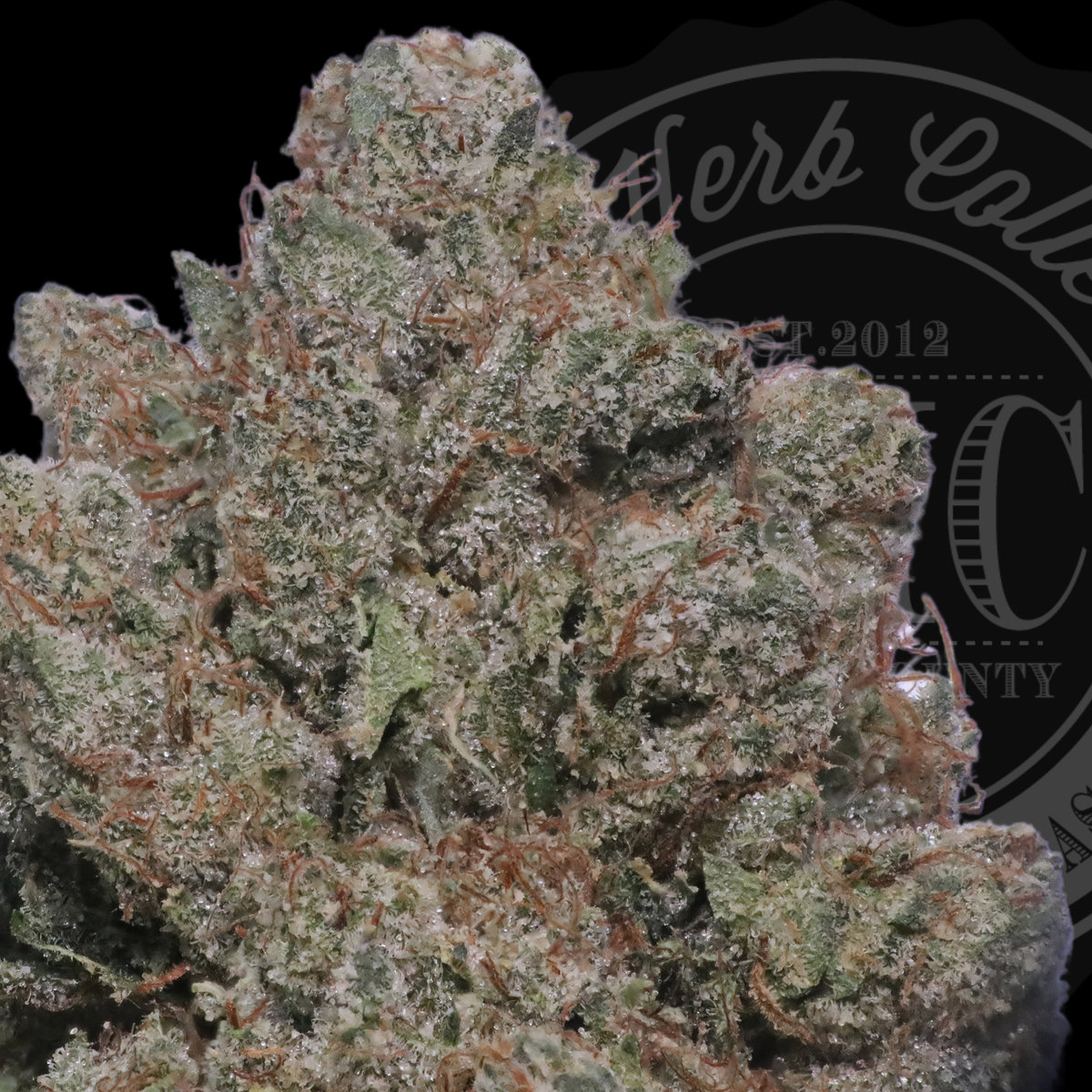 White Fire Alien OG 33.8%