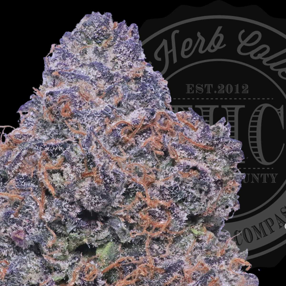 Versace Sour 31.6%