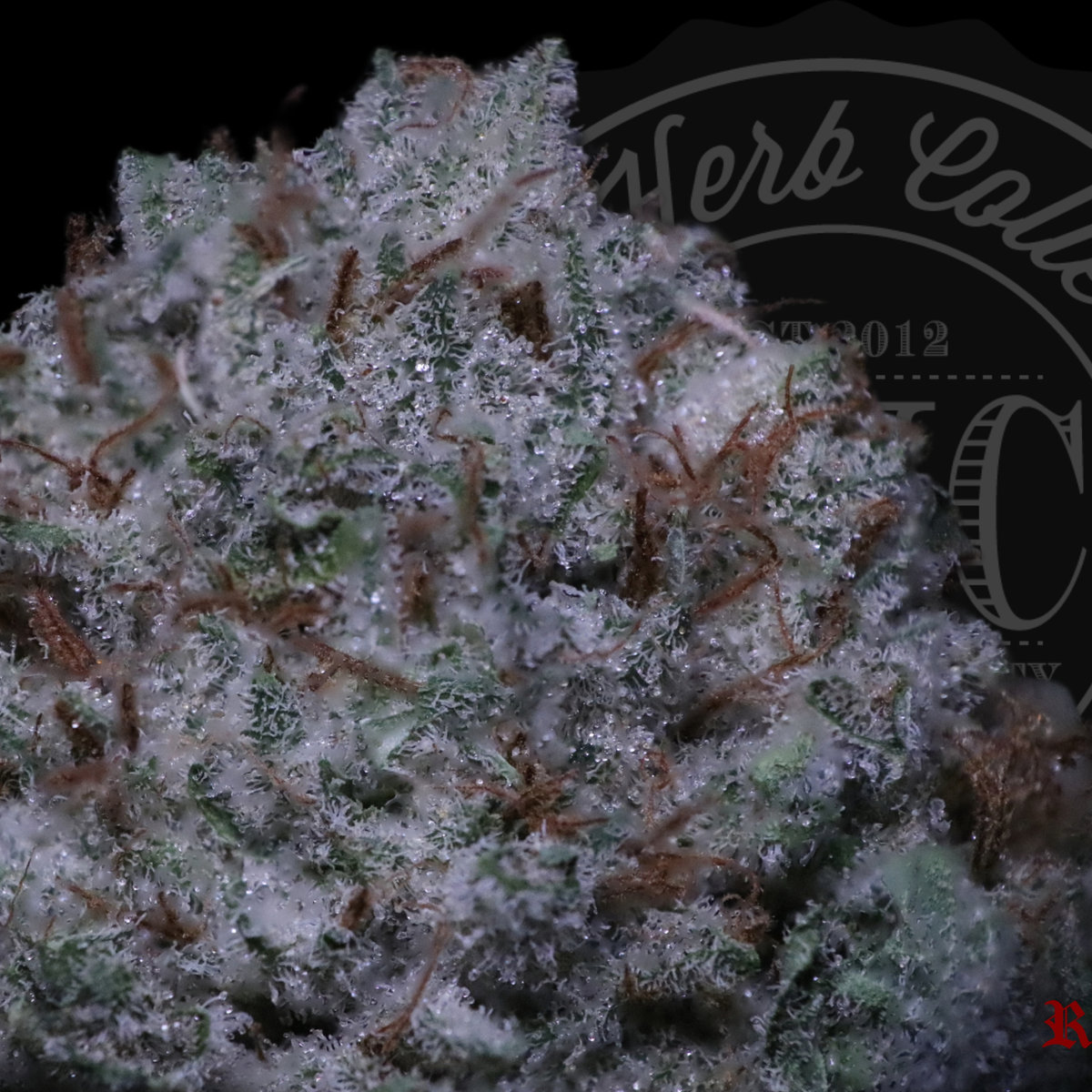 White Fire Dough 31.2%