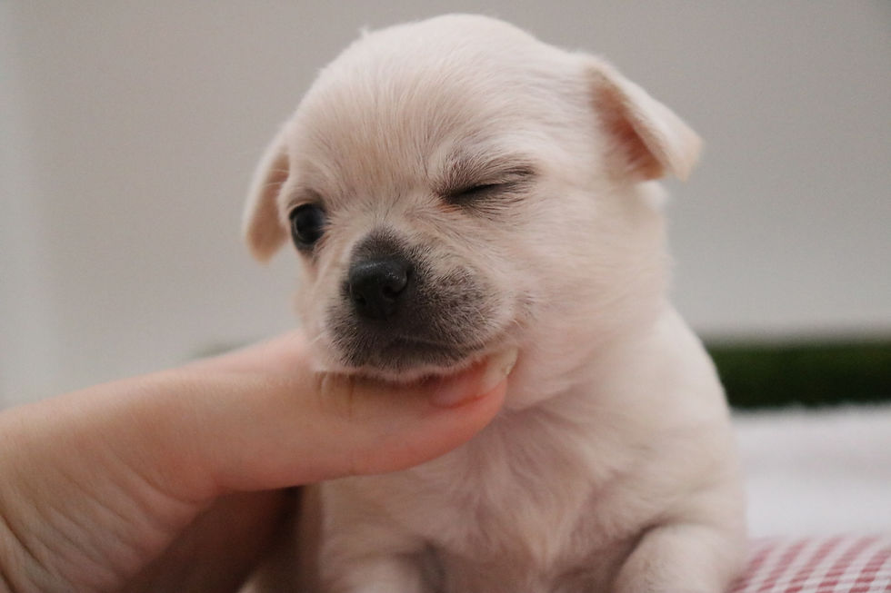 Chihuahua de Pelo curto, branco