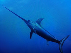 Swordfish.JPG