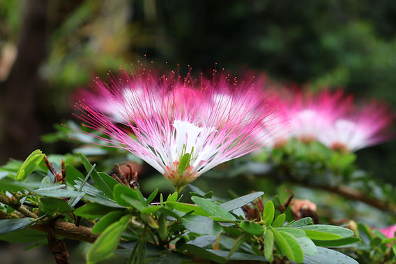 Bobinsana Benefits: Healing the Heart, Spirit & Inner Child with This  Amazonian Master Plant