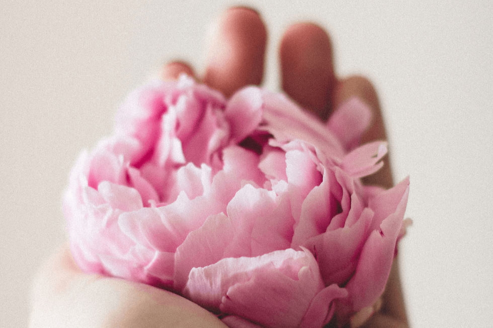 hand holding a pink peony