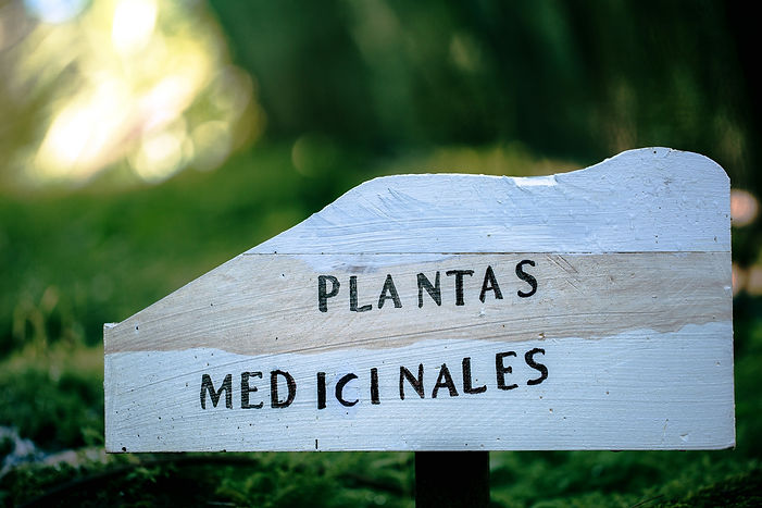 1-on-1 Plant Medicine Preparation and Integration Sessions.jpg