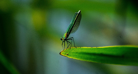 Dragonfly_edited.jpg