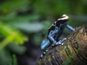 Biodiversité : définition et enjeux