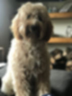 IMG_8393.jpeg