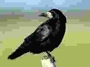 6116690_b6b2ea92ef_m.jpeg