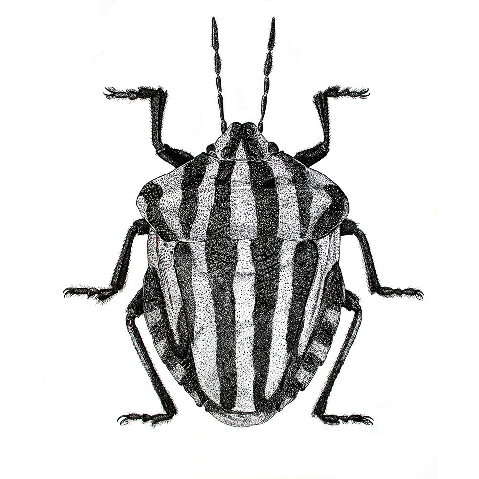 Illustration à l'encre de chine d'un pentatome rayé
Graphosoma lineatum