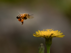 A honeybee approaching a dandelion