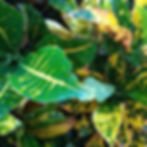 Miniatura: Croton 0.60 - 0.90 mts (unid)