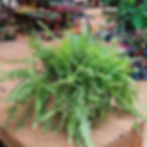 Planta pendente Samambaia americana (Nephrolepis exaltata) no ambiente