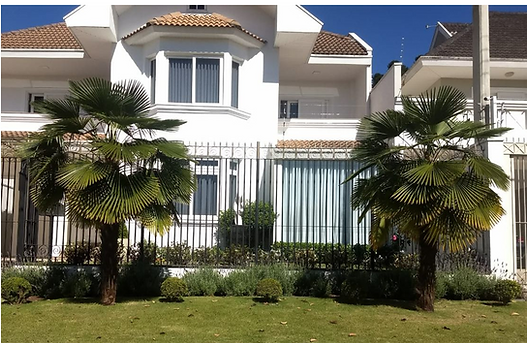 Médio Porte_Palmeira Trachycarpus (1).png