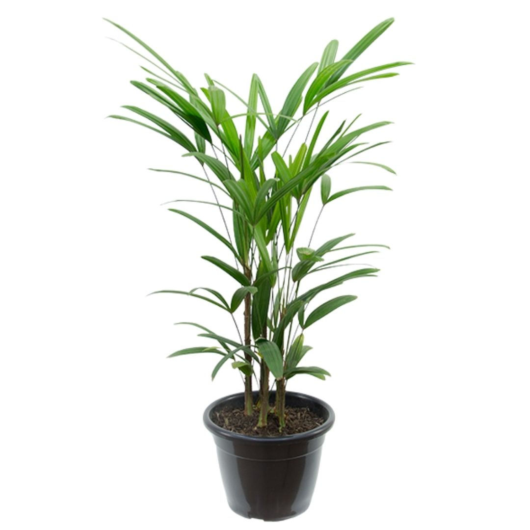 Planta interna Palmeira Raphis excelsa para escritório, sala de estar ou comércio para decorar o ambiente
