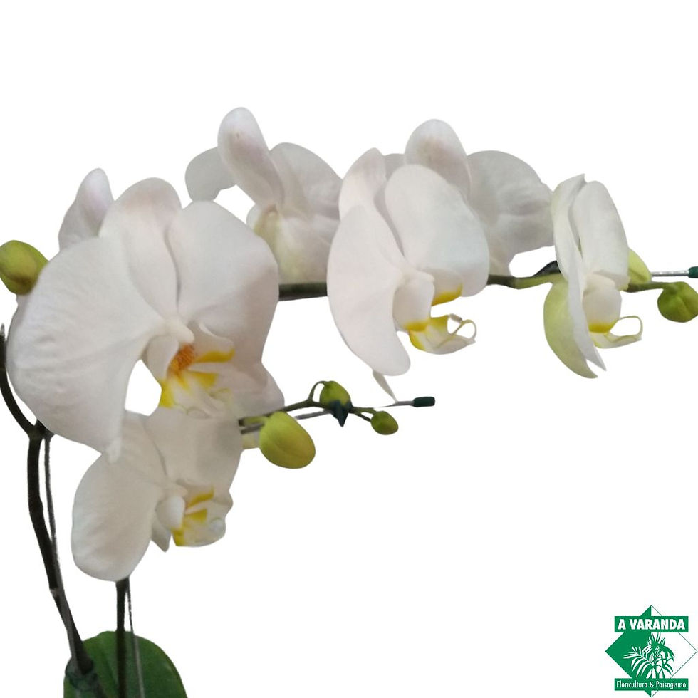 Miniatura: Cesta Romântica